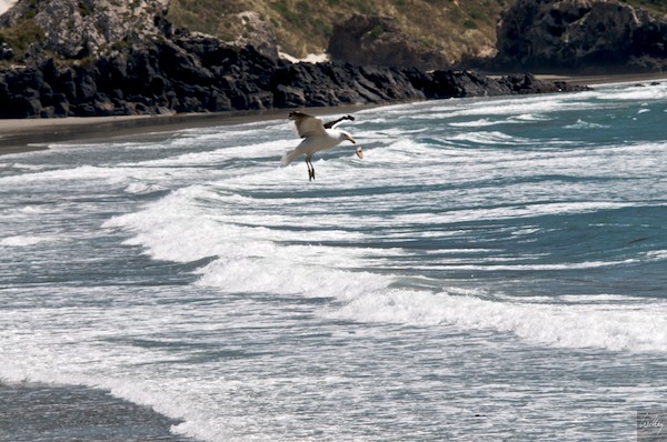 New Zealand 09 10  189